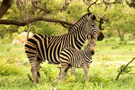 World Wildlife Day in The Gambia | 20 Stunning Photographs