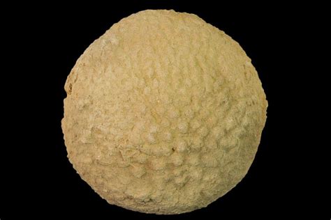 2.1" Silurain Fossil Sponge (Astylospongia) - Tennessee (#136521) For ...