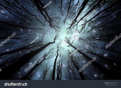 Night Forest Illustration Night Sky Stars Stock Illustration 548407963 ...