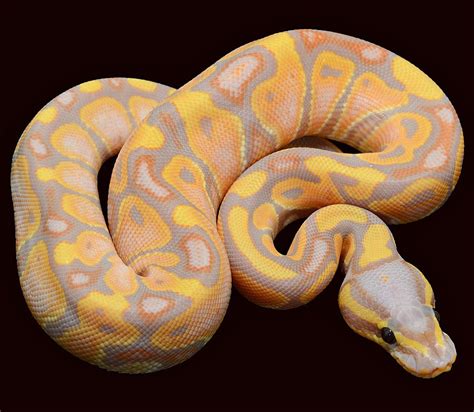 Beautiful morph | Ball python morphs, Ball python, Ball python pet