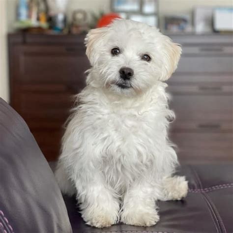 Maltichon | 12 Amazing Things About Bichon Maltese Mix Dogs