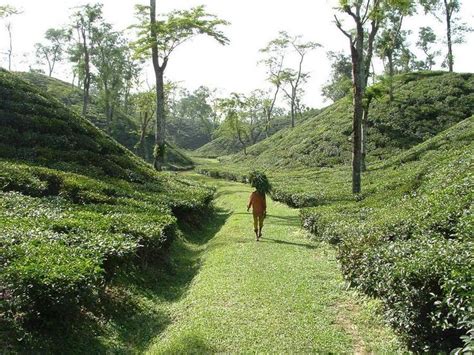 tea garden,sylhet#gardensylhet #tea in 2020 | Sylhet, Tea garden, Landscape photos