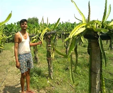 UP farmers rewrite their destiny with dragon fruit farming ...