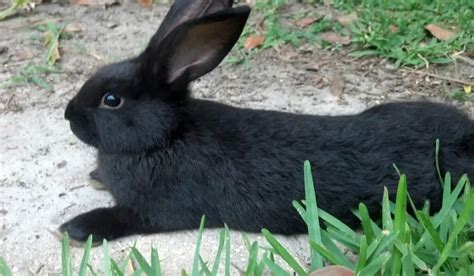 Black Rabbit Breeds | 11 Black Pet Rabbit Breeds | Hutch and Cage