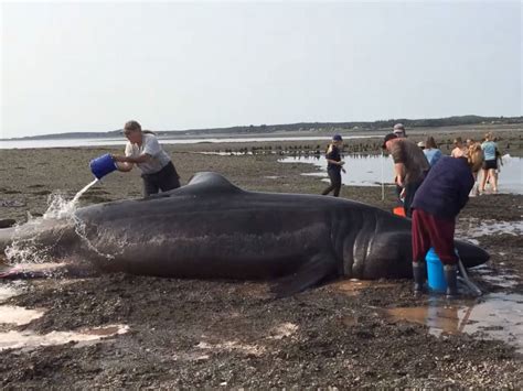 30-Foot-Long Basking Shark That Washed Up on Maine Beach Dies Despite Rescue Efforts - ABC News