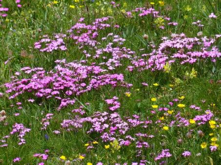 Images Gratuites : herbe, fleur, Prairie, violet, Floraison, alpin, botanique, jardin, rose ...