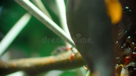 Swarm of Ants on the Acacia Tree Stock Video - Video of leaves, invertebrate: 255728939