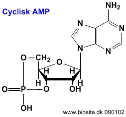 the structure shown below is a line drawing of non cyclic amp