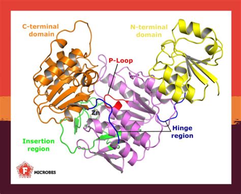 Pseudomurein and why archaeal and bacterial cell walls are pretty similar