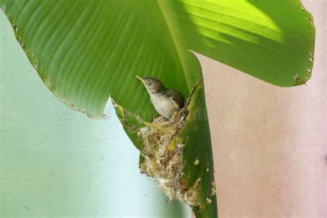 107 Common Tailorbird Nest Stock Photos - Free & Royalty-Free Stock Photos from Dreamstime