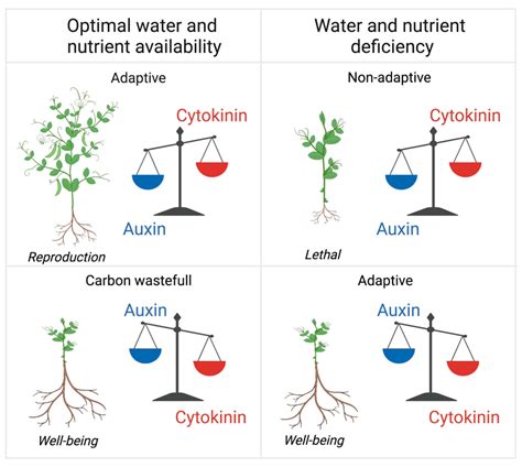 Plants | Free Full-Text | Friends in Arms: Flavonoids and the Auxin/Cytokinin Balance in ...