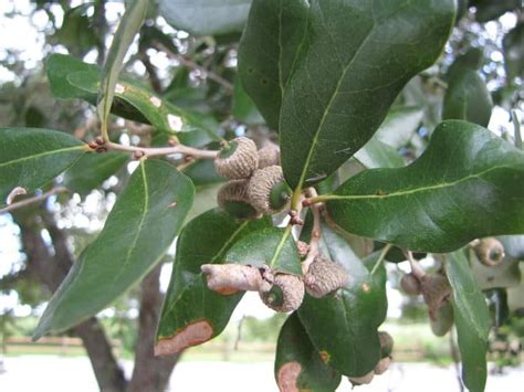 15 Types of Oak Trees in North Carolina - ProGardenTips