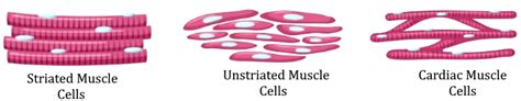 Differentiate between striated, unstriated, and cardiac muscles based on their structure and ...