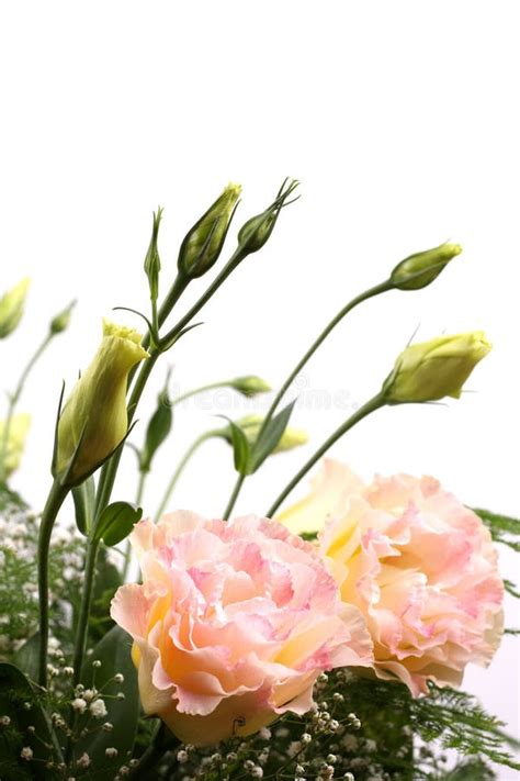 Yellow miniature roses stock image. Image of beautiful - 8906253