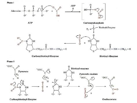 Gluconeogenesis Evaluations 4232003 Overview of Glucose Metabolism ...