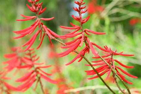 Guide to Growing Native Coralbean - The Plant Native