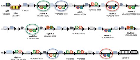 Distribution of the different toxin-antitoxin cassettes in the V.... | Download Scientific Diagram