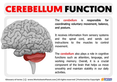 Function of the Cerebellum