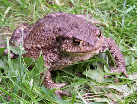 11 Types Of Toads (#4 Is Surprisingly Beautiful)