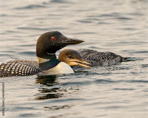 Common Loon Photo. Loon with young immature baby loon swimming in their environment and habitat ...