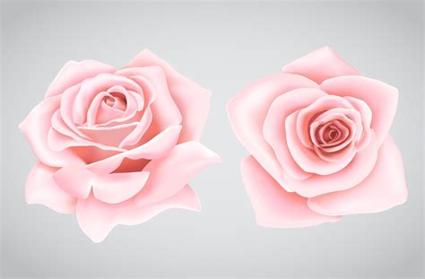 Pink roses flower 834501 Vector Art at Vecteezy