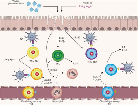 Frontiers | Distinct spatial and temporal roles for Th1, Th2, and Th17 ...