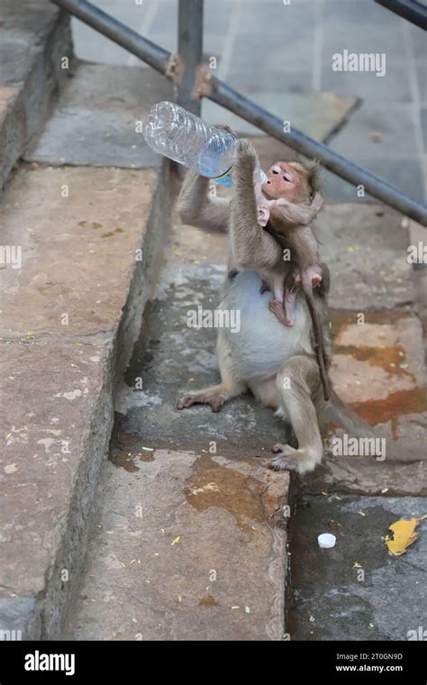 Monkey drinking water from plastic water bottle Stock Photo - Alamy