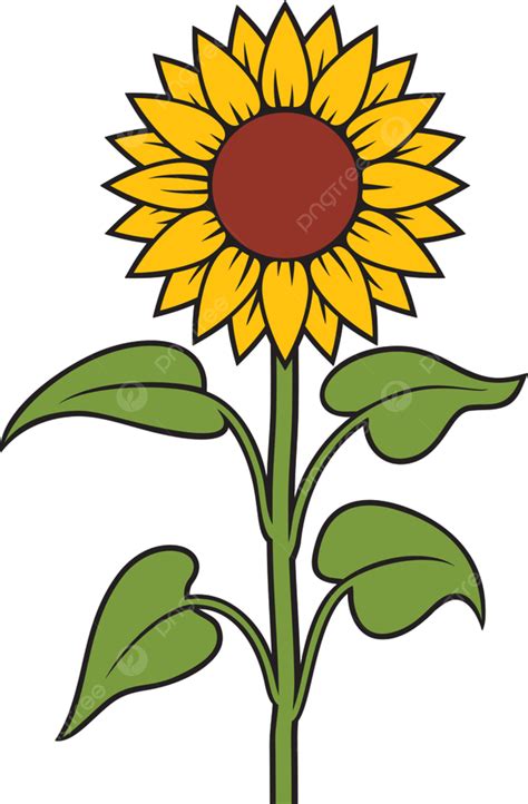 Sunflower Plant Vector Illustration, Vegetarian, Circle, Stamens PNG and Vector with Transparent ...