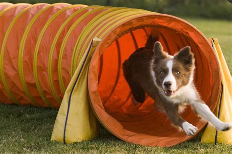 Tunnel Agility Portatile Per Cani - Regalol