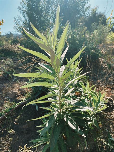 Certified Organic Mugwort Seeds: Non-GMO Heirloom Varieties - The Plant ...