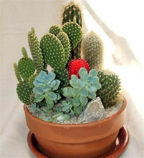 Si te apasionan los cactus... | Mini cactus garden, Plants, Cactus garden