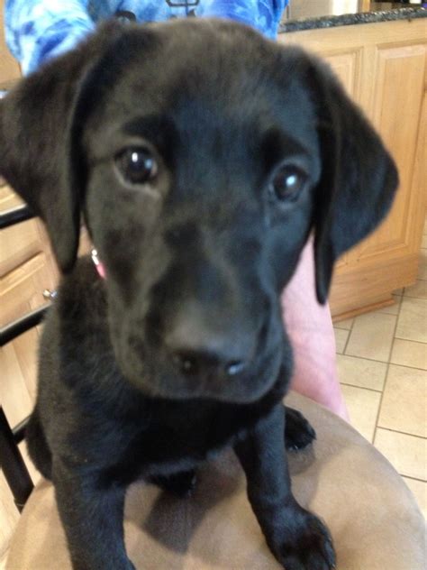 baby black lab | Black lab puppies, Lab puppies, Cute animals