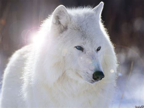 Image - White-wolf-with-blue-eyes-wallpaper-4.jpg | Animal Jam Clans Wiki | FANDOM powered by Wikia