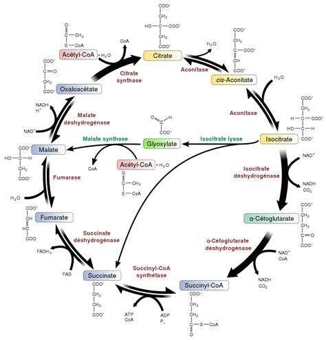 The Krebs Cycle Diagram