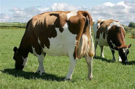 Members of Ayrshire Cattle Breeders Society