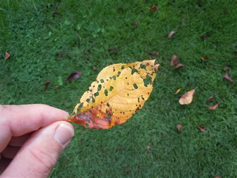 Cherry – Leaf Spot Disease | Walter Reeves: The Georgia Gardener