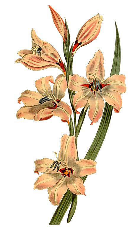 Pin by zubair on Flores | Flower drawing, Flower painting, Pencil drawings of flowers