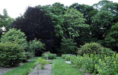 Garden A to Z | Arnold Arboretum