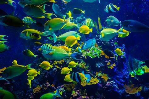 Tropical Fishes Of Maui Photograph by Janis Knight