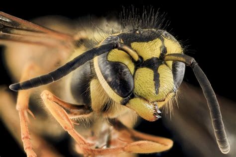 Yellowjacket, Head, MD, Talbot County_2013-09-30-19.15.27 … | Flickr