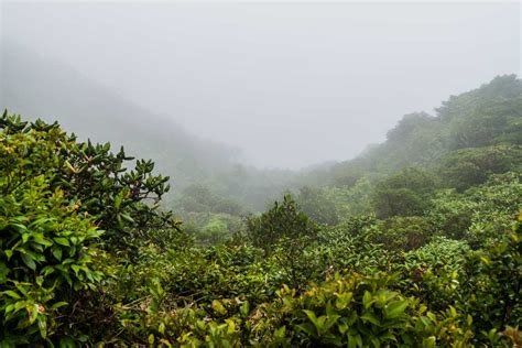 18 Things to KNOW Before Visiting Monteverde Cloud Forest