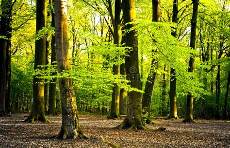 Bright forest stock image. Image of scenery, park, summer - 5992821