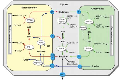 Proline metabolism in higher plants. Abbreviations: BAC: basic amino... | Download Scientific ...