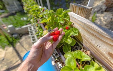 Aquaponics – A Quick Guide - Grow My Own Health Food