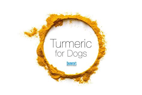 Turmeric for Dogs | Darwin's Natural Pet Products | Darwin's Pet Food