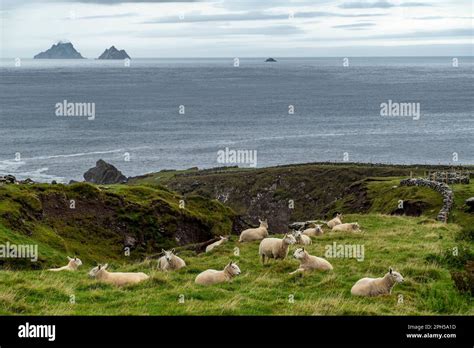 Scenic coastal landscape with a flock of sheep on a green meadow and the Skellig Islands in the ...