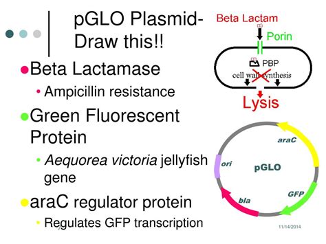 PPT - pGLO TM Bacterial Transformation Courtesy BioRad Corporation PowerPoint Presentation - ID ...