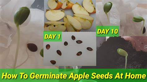 How To Germinate A Apple Seeds At Home - Step by Step Easy Process ...