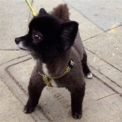 Black Pomeranian Haircut