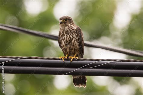 Merlin Falcon Stock Photo | Adobe Stock